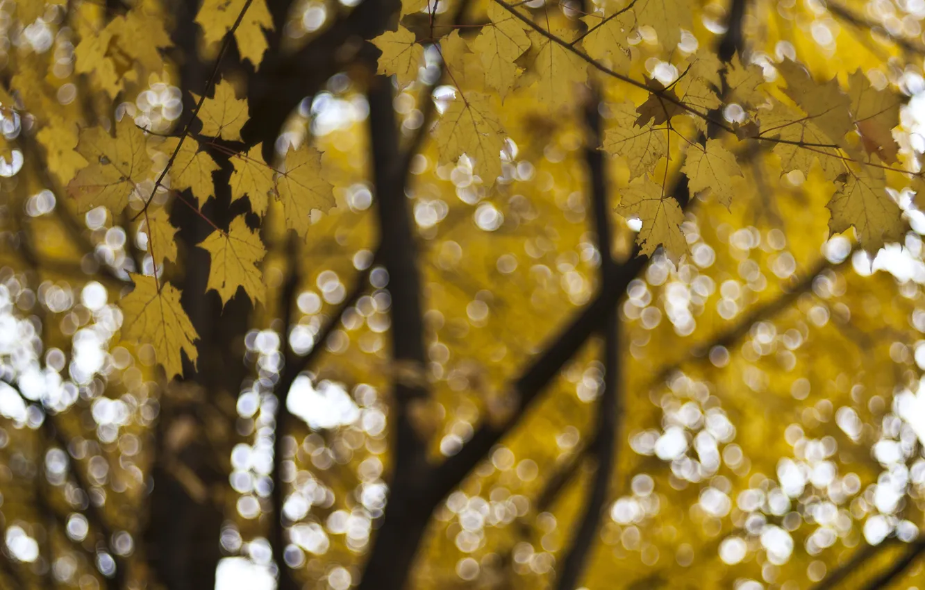 Photo wallpaper autumn, leaves, macro, glare, focus, Tree, yellow, blur
