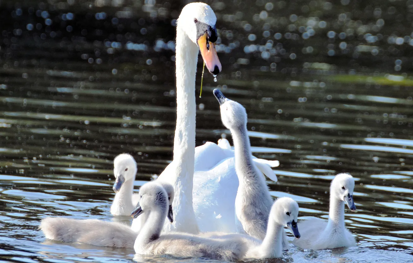 Photo wallpaper water, swans, Chicks, motherhood