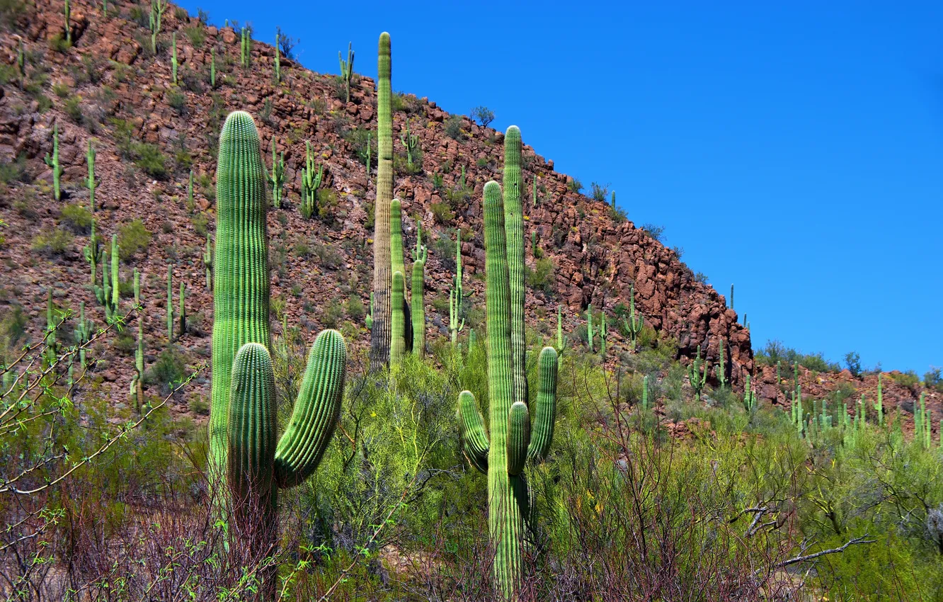 Photo wallpaper the sky, grass, landscape, hills, cactus, the bushes