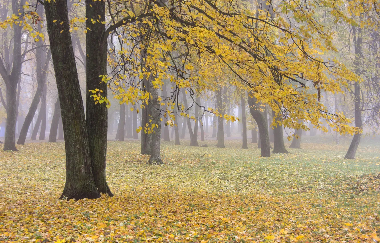 Photo wallpaper autumn, leaves, trees, yellow, overcast, foliage