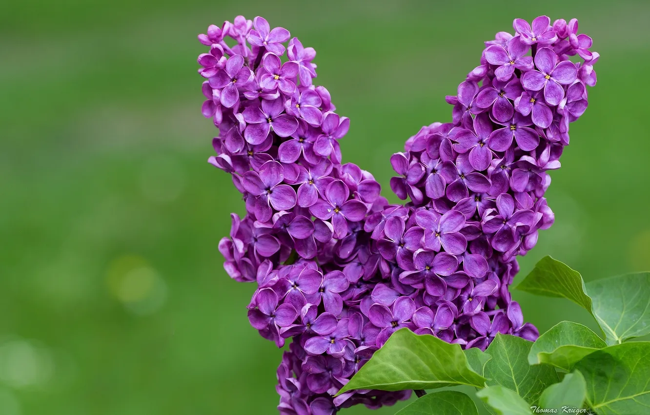 Photo wallpaper macro, lilac, inflorescence