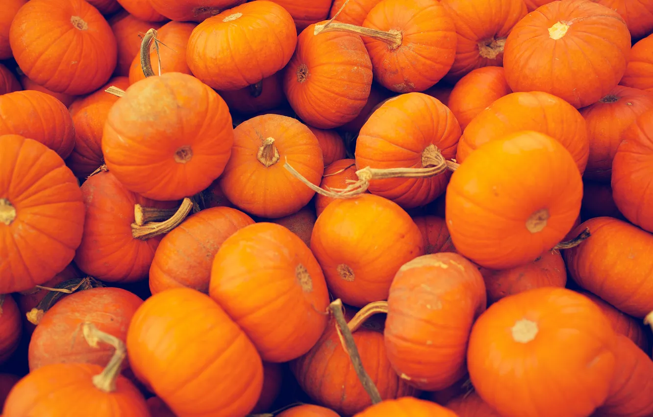 Photo wallpaper orange, pumpkin, vegetables