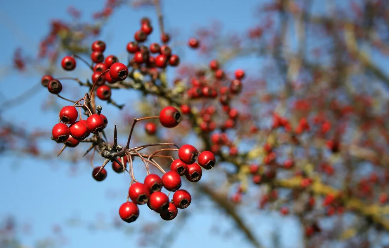 Photo wallpaper macro, branches, berries