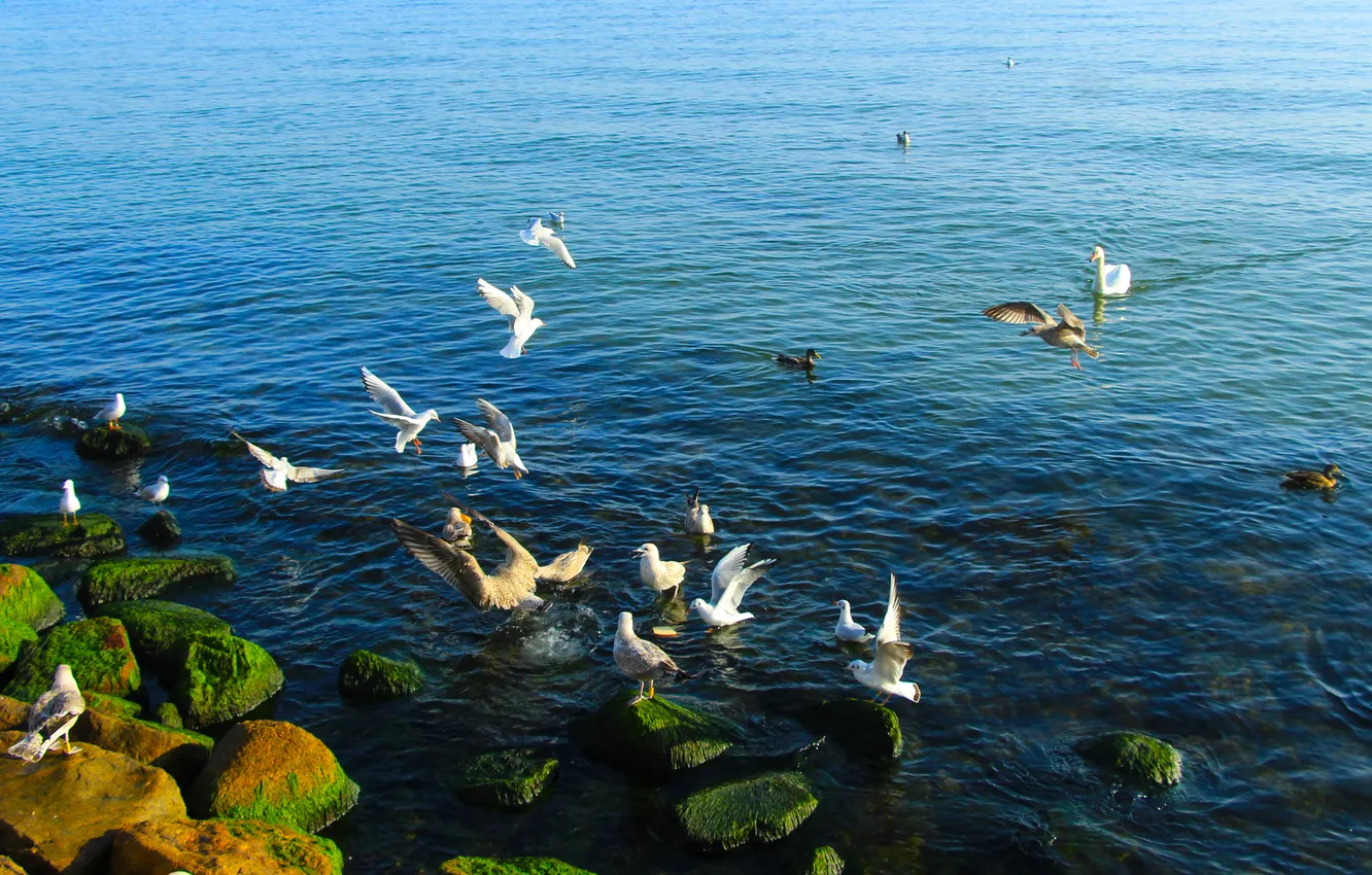 Photo wallpaper sea, water, birds