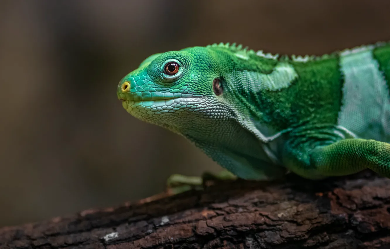 Photo wallpaper look, green, portrait, iguana