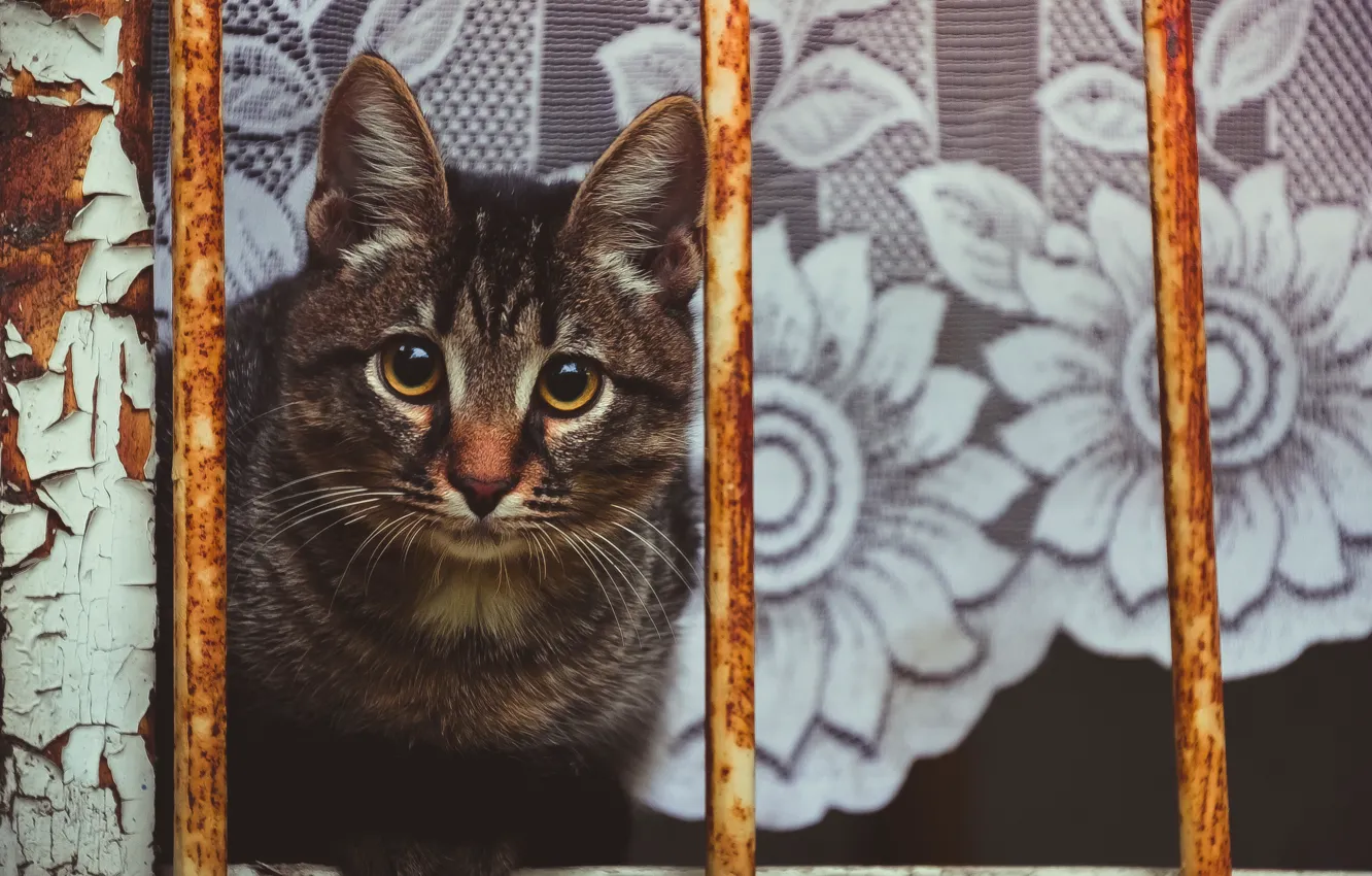 Photo wallpaper cat, grille, balcony, tulle