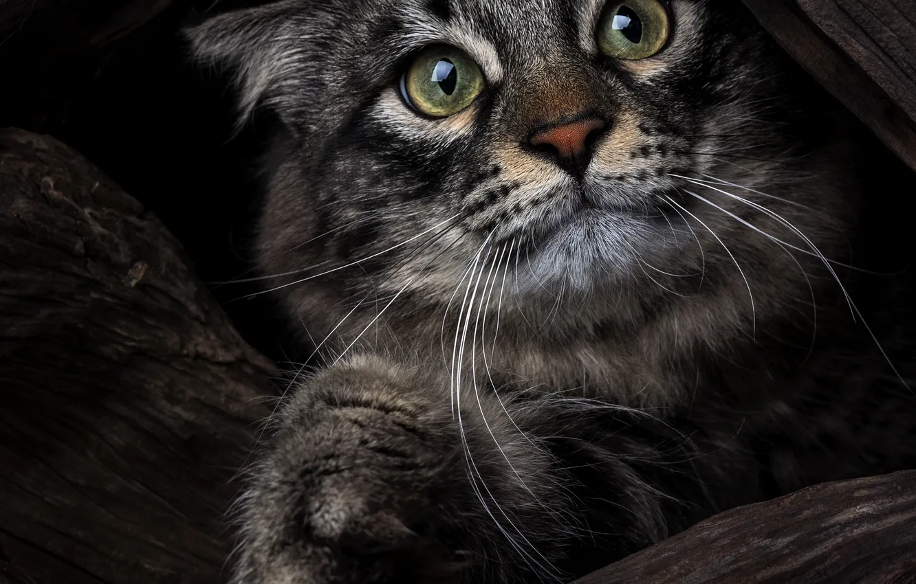 Photo wallpaper cat, look, muzzle, paw