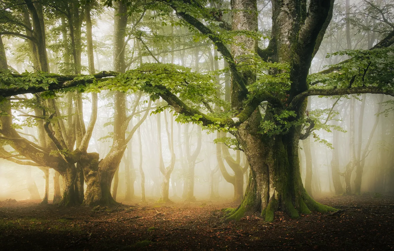 Photo wallpaper morning, Park, fog, trees, foliage, haze, greens, branches
