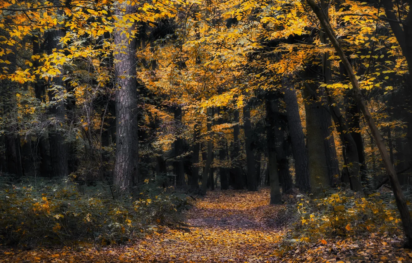 Photo wallpaper autumn, forest, trees, branches, nature, foliage, trunk, path
