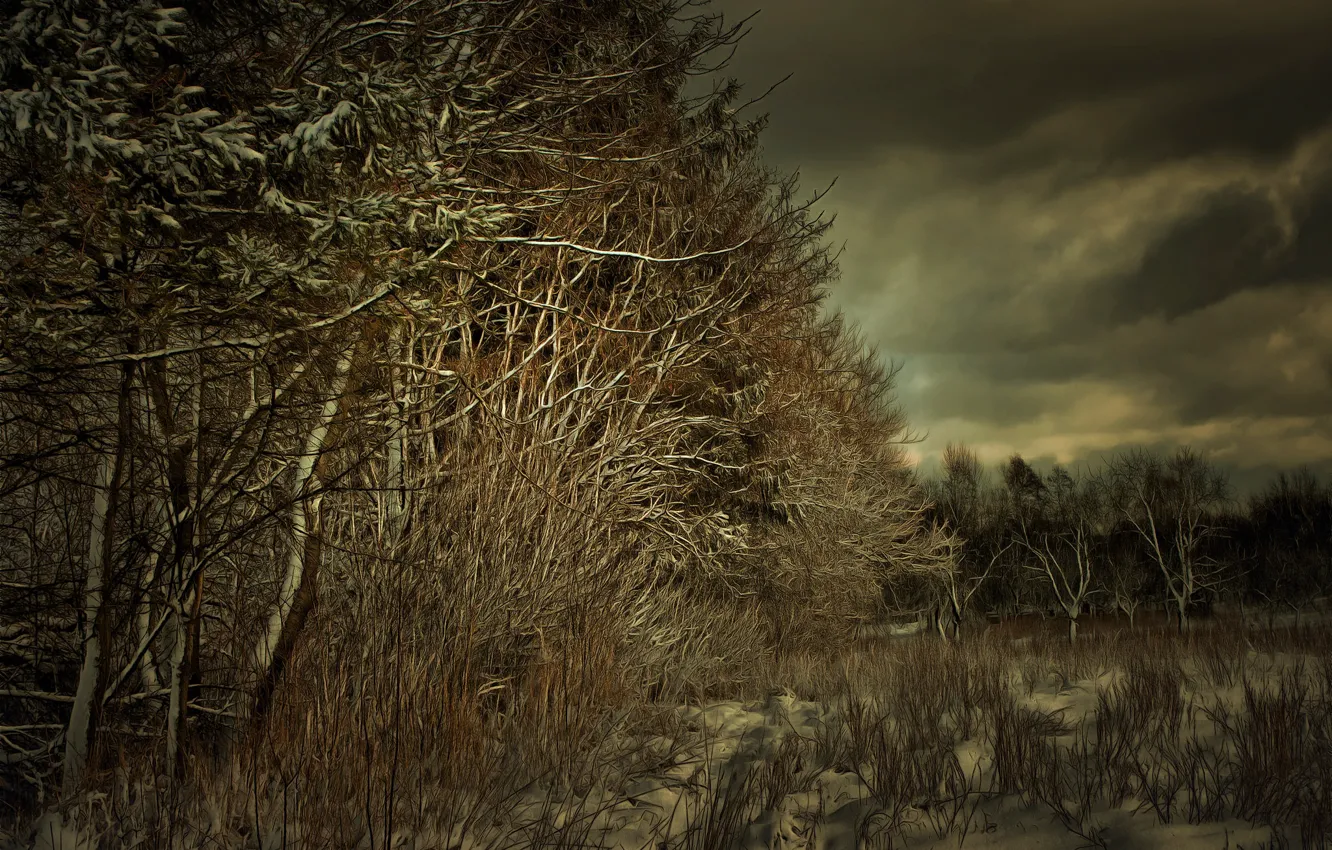 Photo wallpaper winter, frost, field, forest, grass, snow, trees, branches