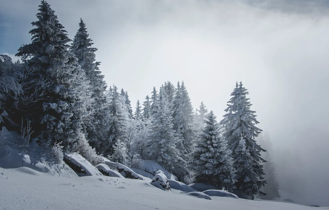 Photo wallpaper winter, forest, snow