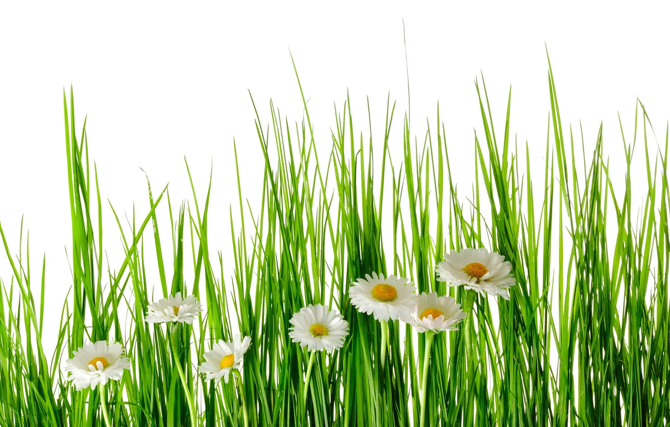 Wallpaper Greens Summer Grass Flowers Chamomile White Background