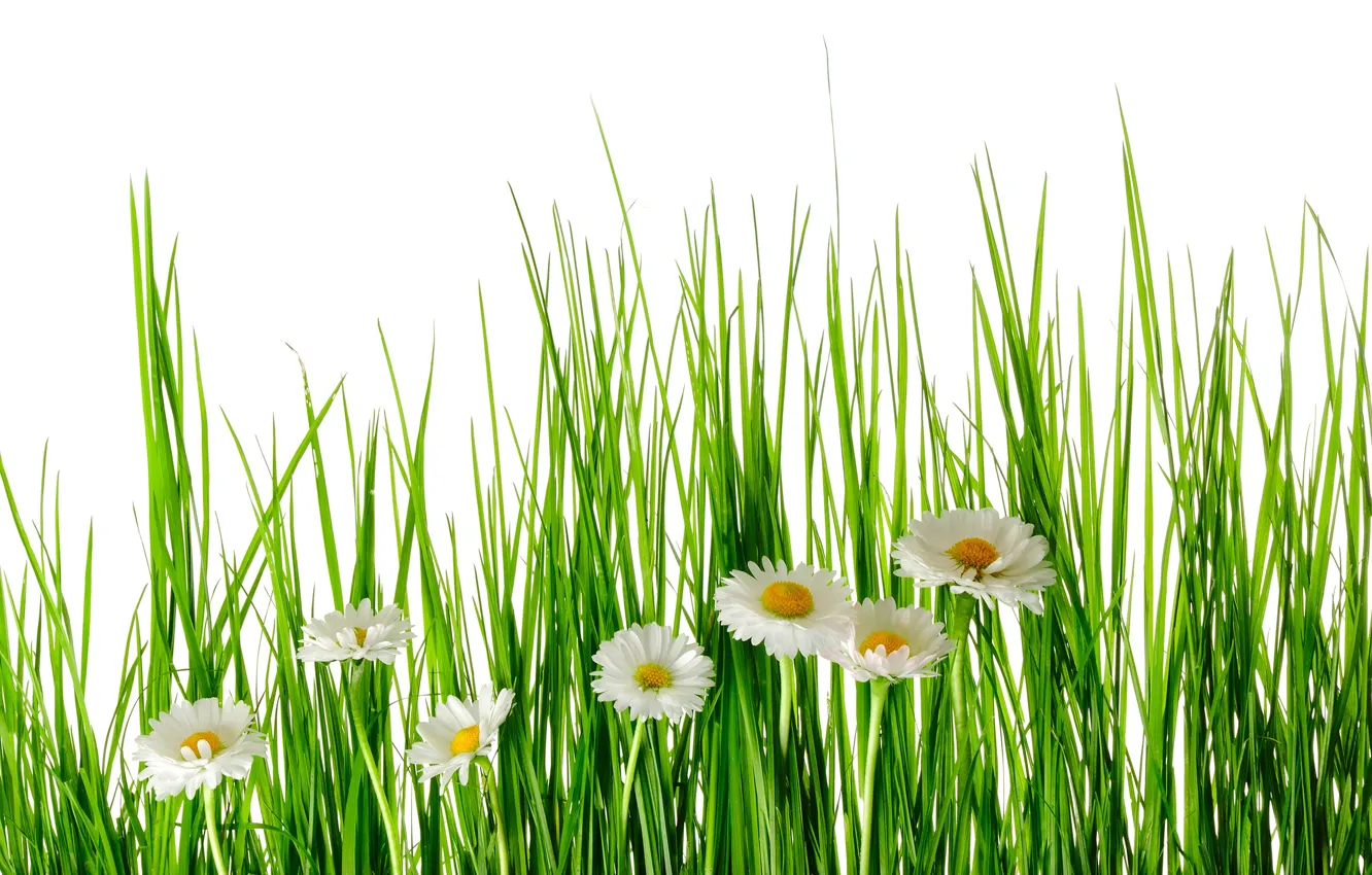 Photo wallpaper greens, summer, grass, flowers, chamomile, white background