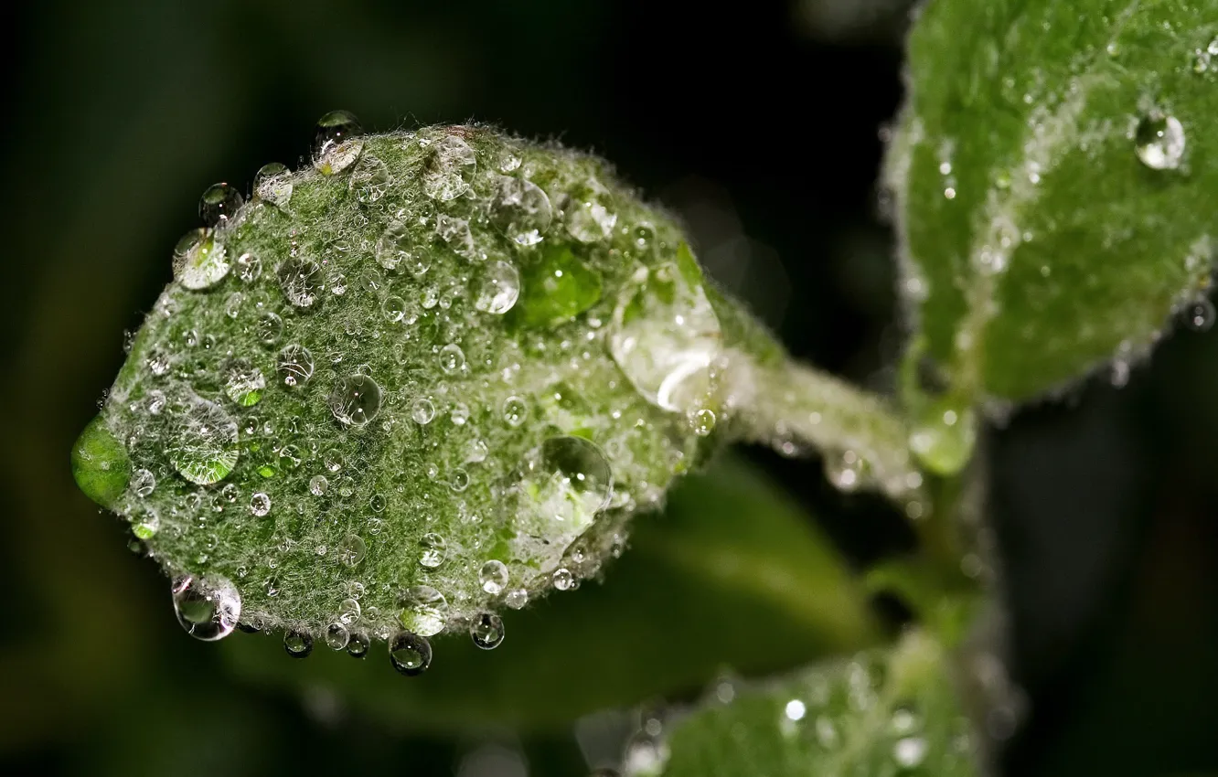 Photo wallpaper drops, macro, leaf