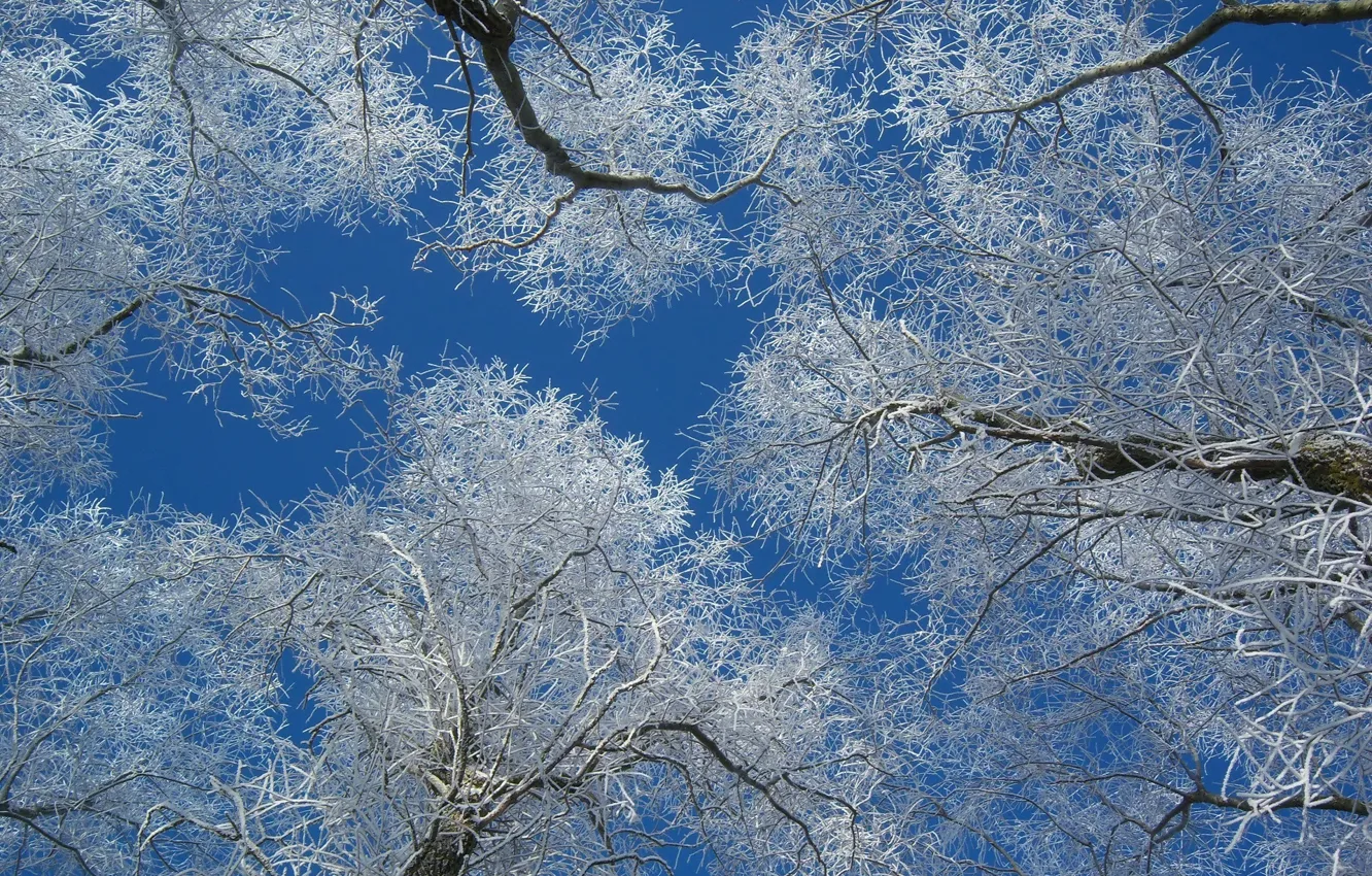 Photo wallpaper winter, frost, trees, morning, frost, Meduzanol ©