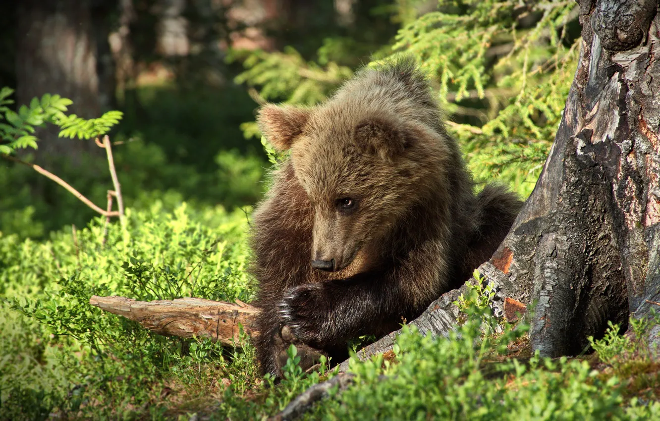 Photo wallpaper forest, look, face, nature, pose, baby, bear, bear