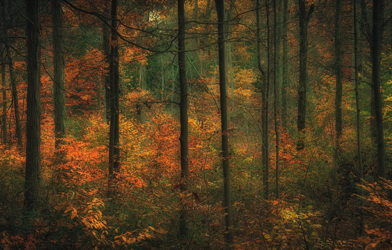 Photo wallpaper autumn, forest, trees, branches, thickets, trunks, foliage, the bushes