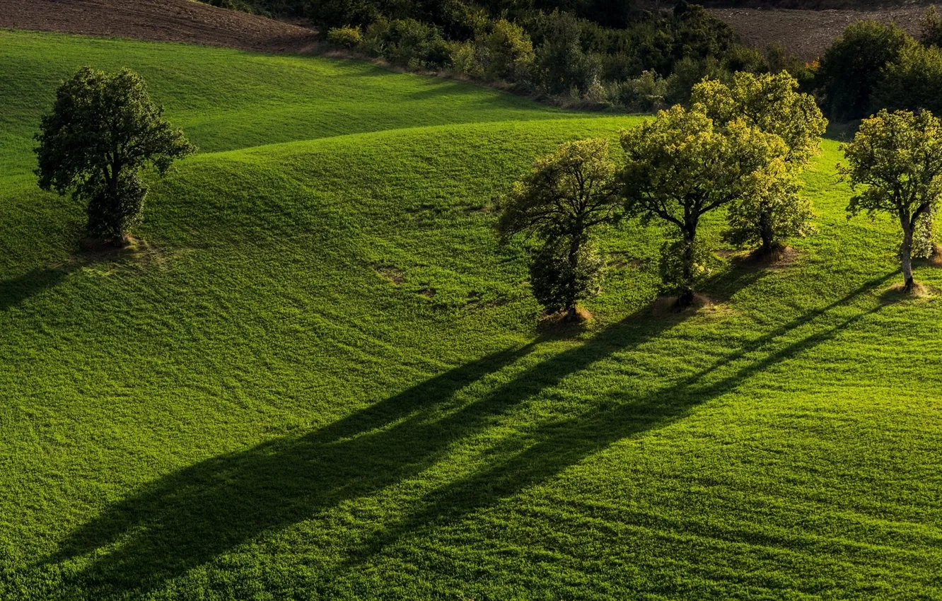 Photo wallpaper trees, field, Italy, Italy, Marche, Marche, Monti Sibillini National Park, National Park Monti Sibillini