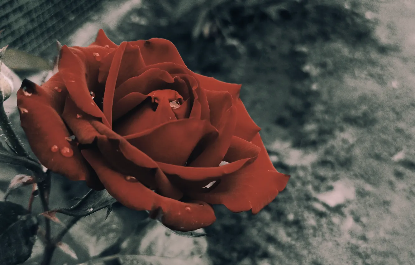 Photo wallpaper red, roses, Rosa. drops