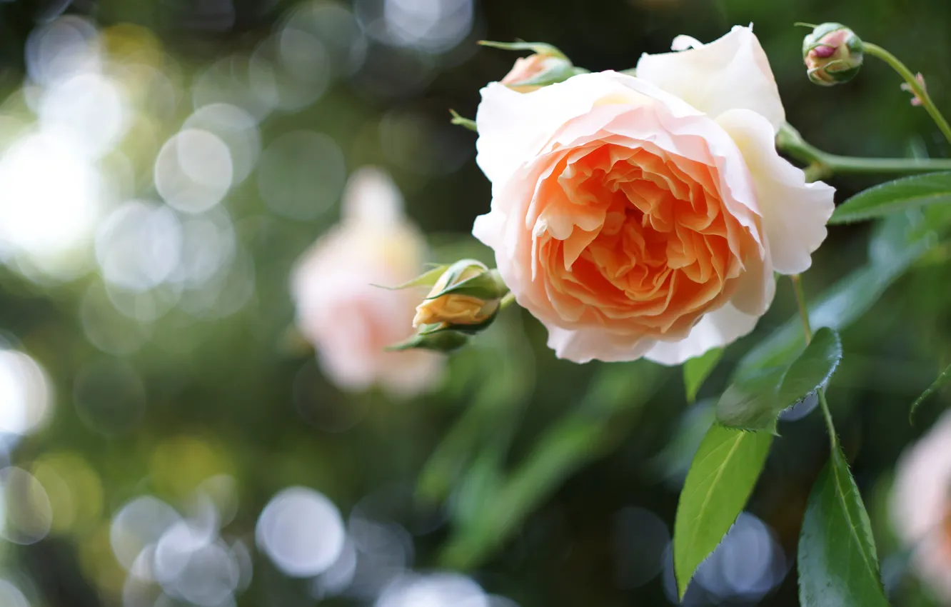 Photo wallpaper flowers, branches, roses, garden, rose Bush