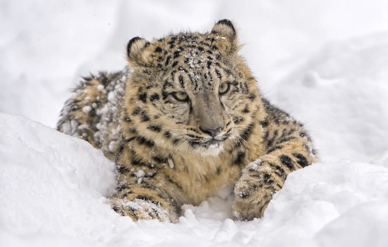 Photo wallpaper face, snow, predator, lies, IRBIS, snow leopard, wild cat, snow leopard