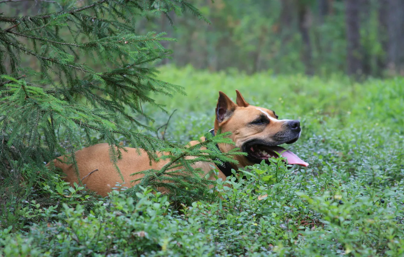 Photo wallpaper forest, dogs, animal, dog, lies, in blueberries, staffordshirskiy Terrier, under the spruce