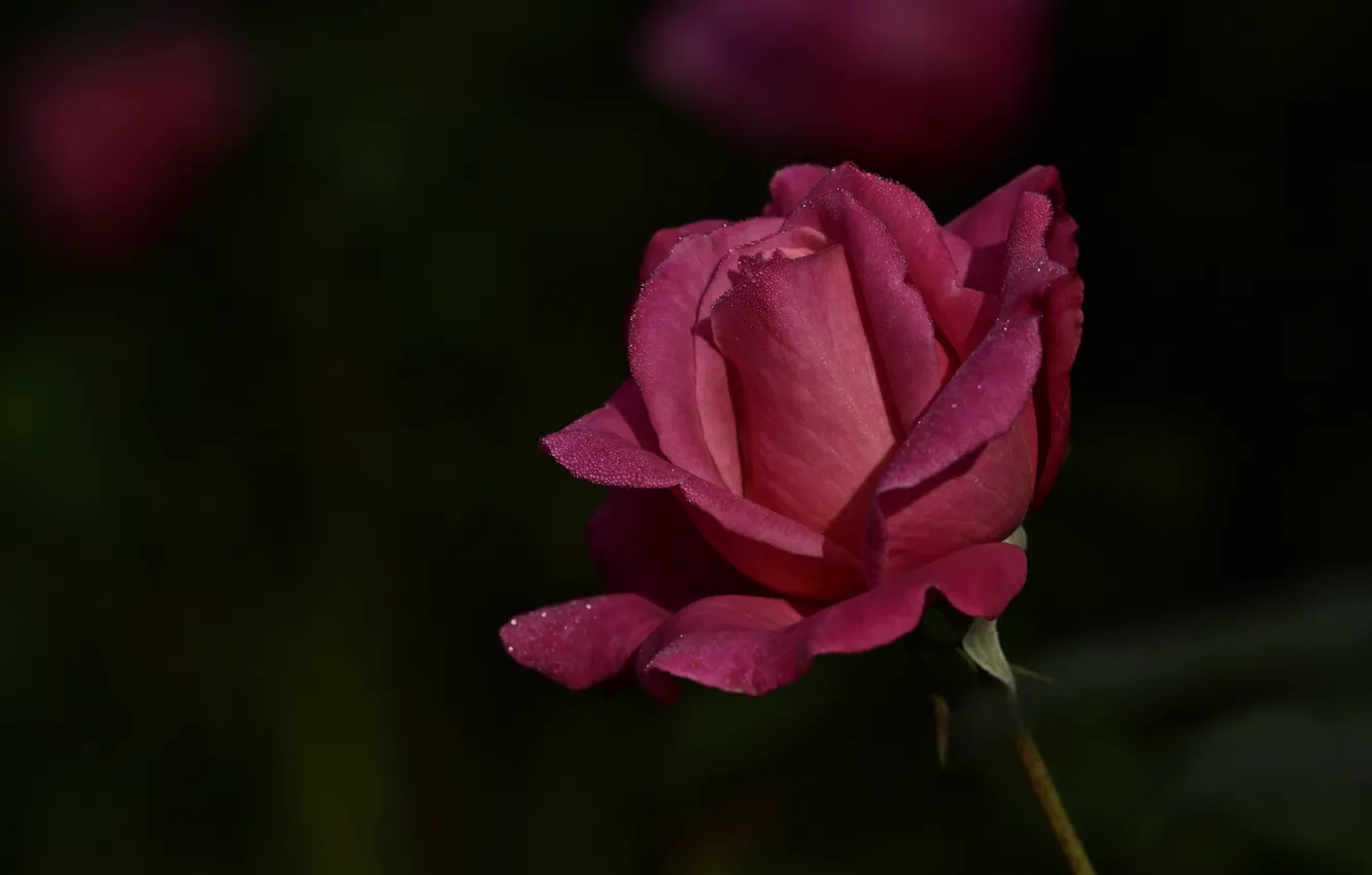 Photo wallpaper flower, drops, the dark background, pink, rose, stem