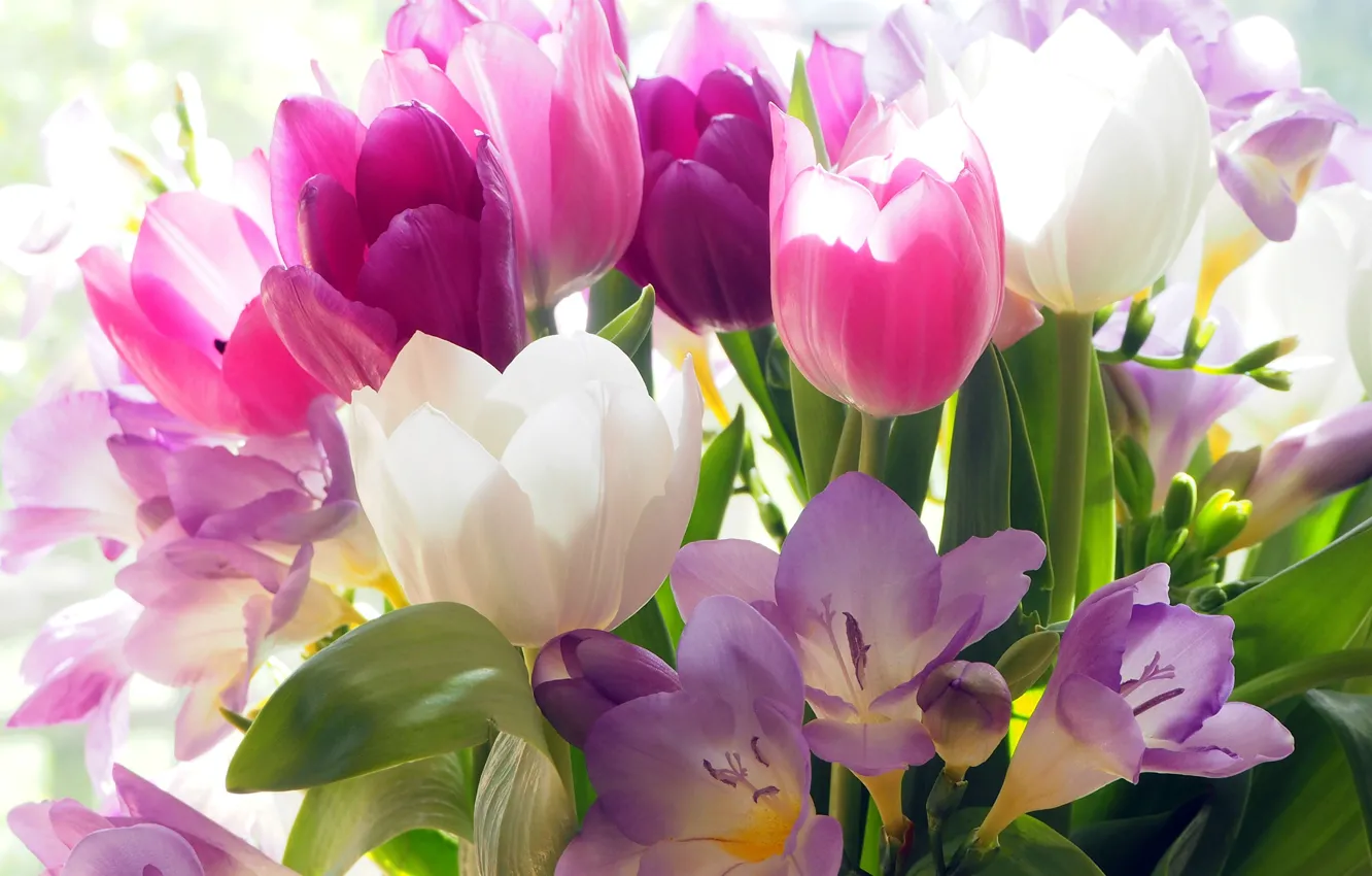 Photo wallpaper flowers, crocuses, tulips, buds, colorful, bokeh
