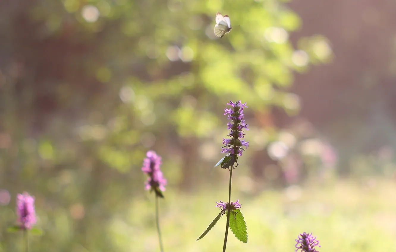 Photo wallpaper summer, the sun, flowers, butterfly