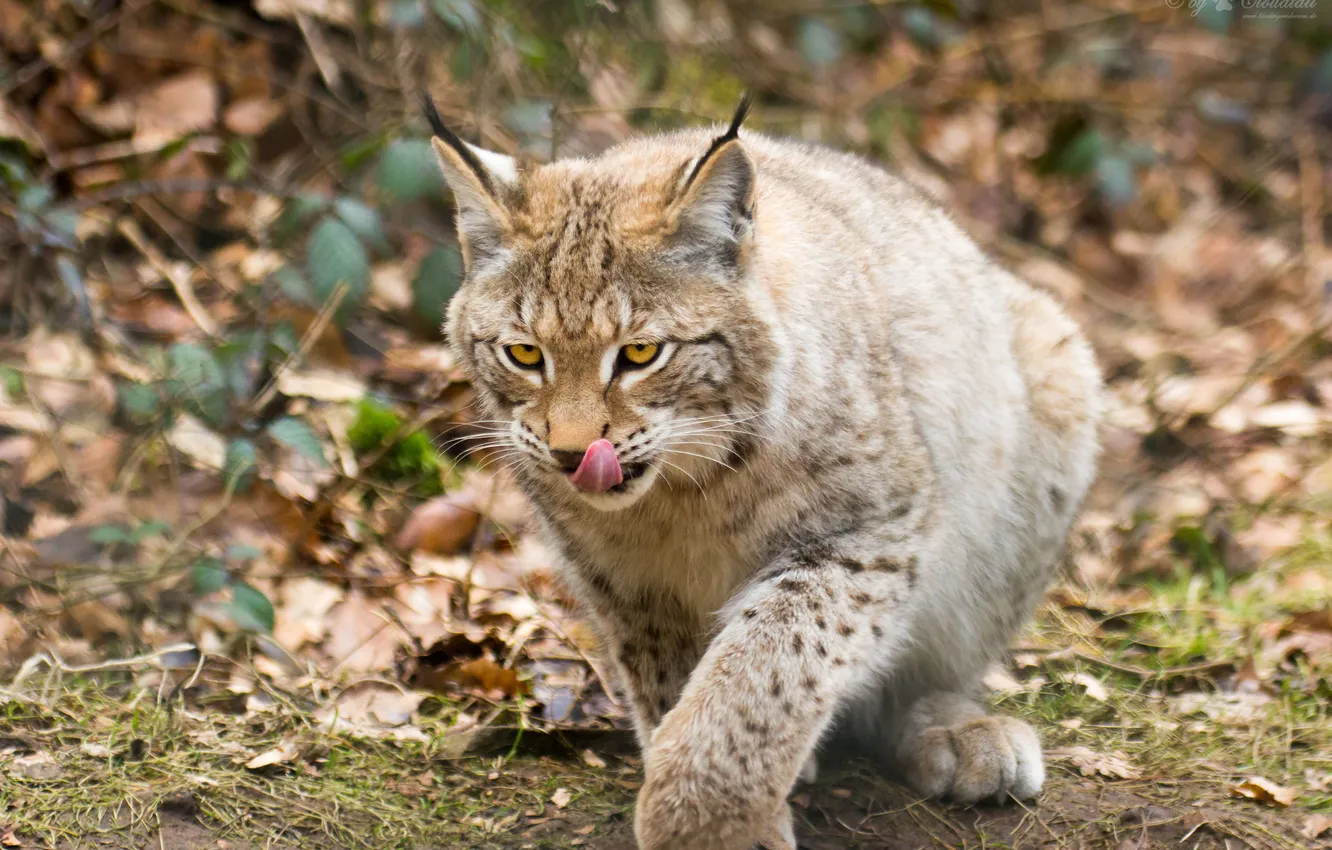 Photo wallpaper language, cat, lynx