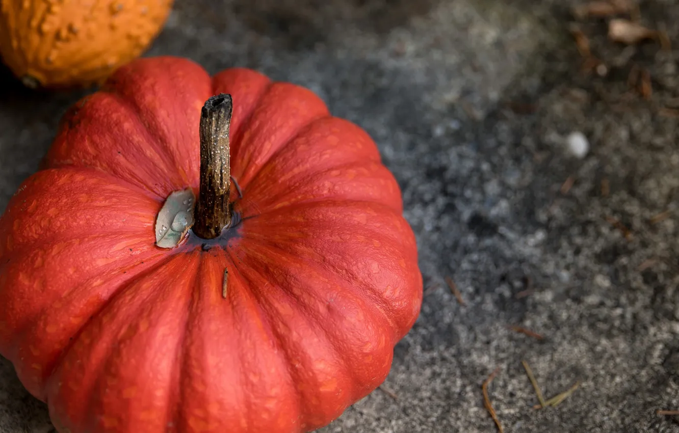 Photo wallpaper water, leaf, pumpkin