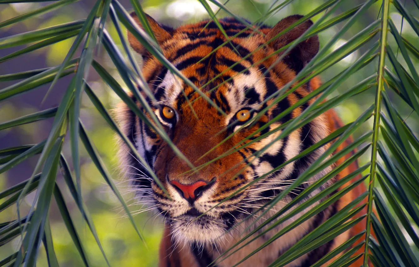 Photo wallpaper branches, tiger, animal, Bengal Tiger