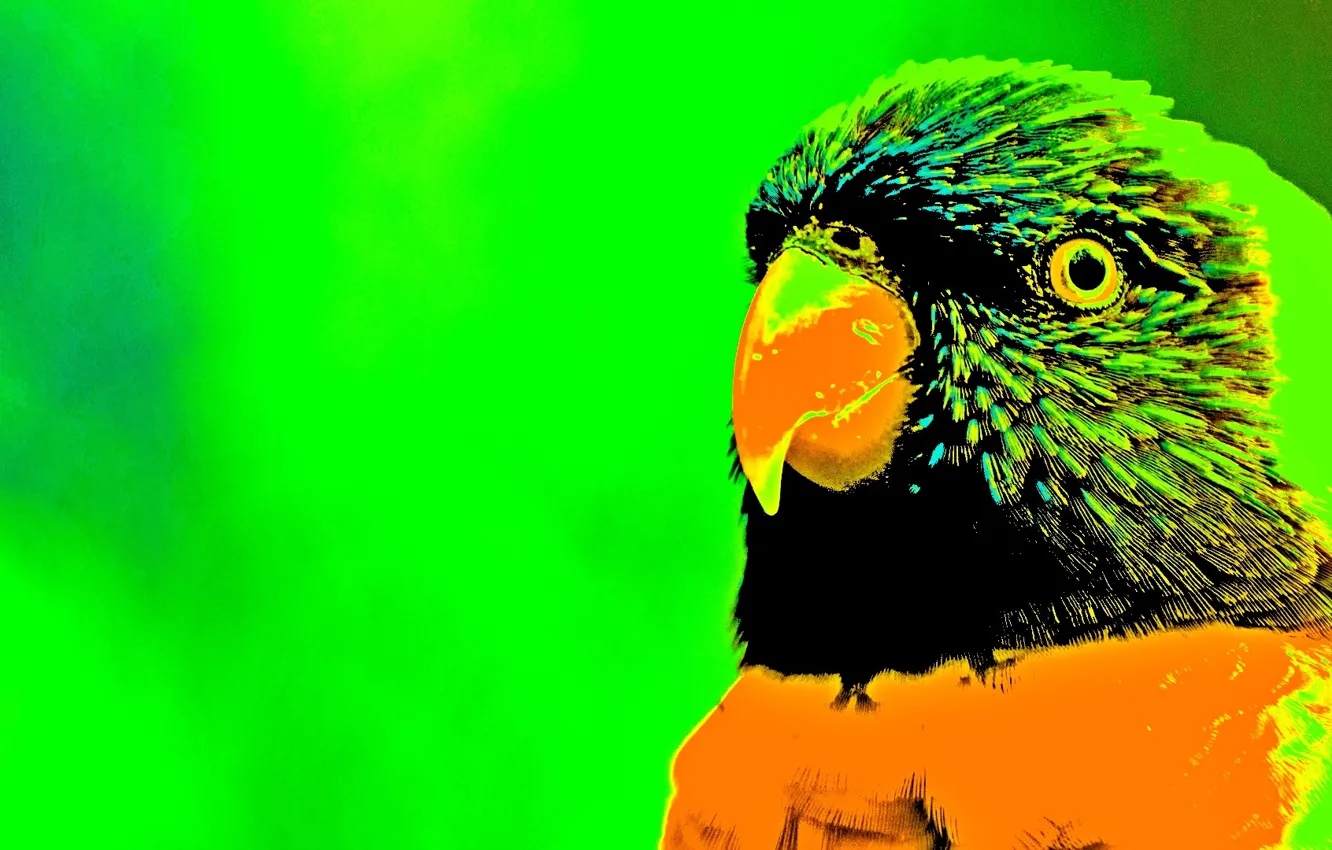 Photo wallpaper bird, creative, my world