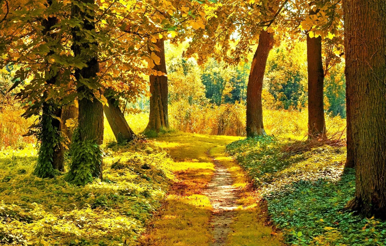 Photo wallpaper autumn, forest, trees, path