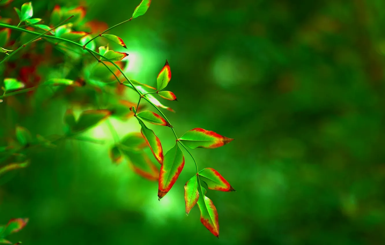Photo wallpaper leaves, macro, red, green, background, tree, widescreen, Wallpaper