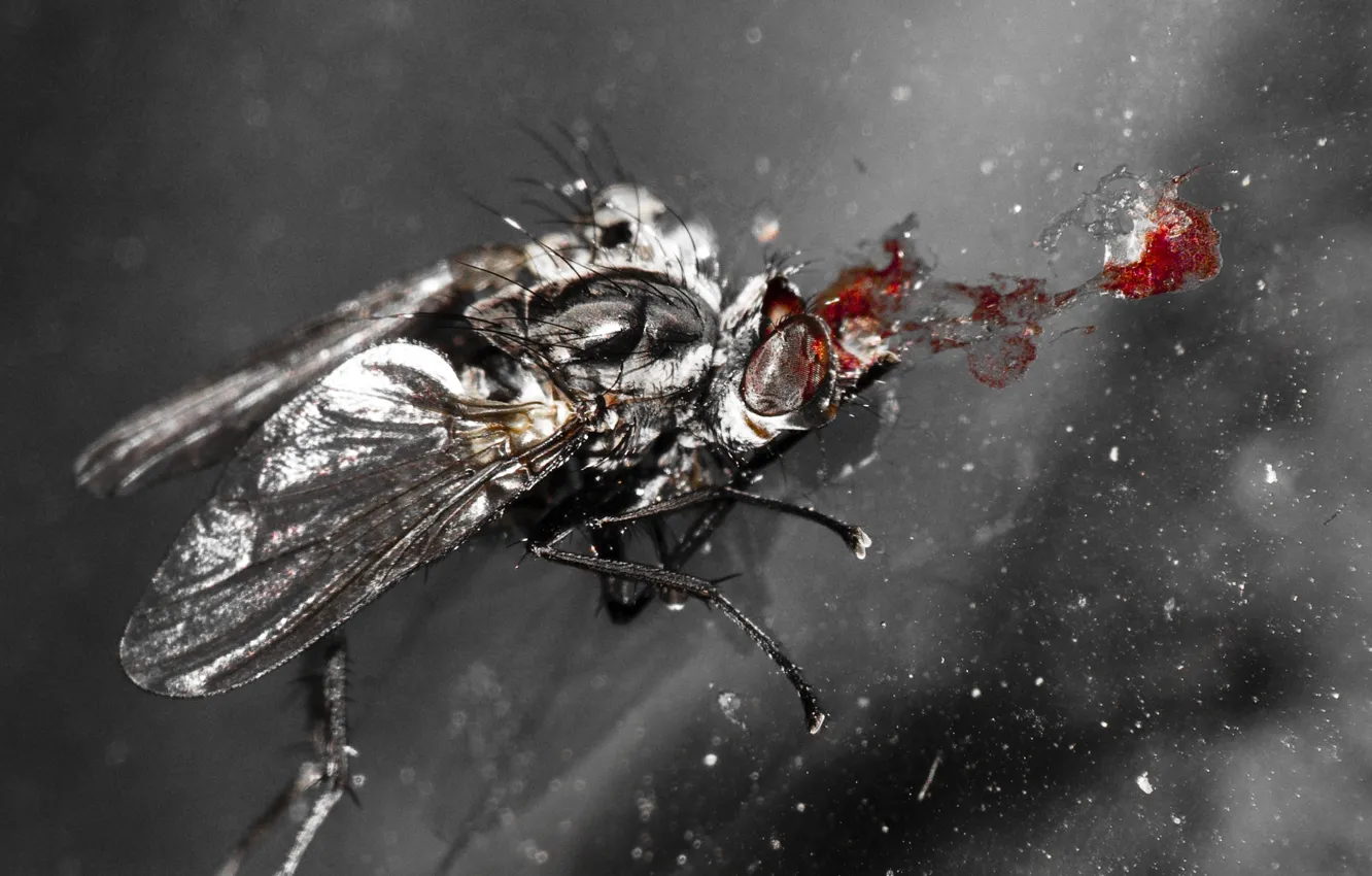Photo wallpaper flight, fly, blood, head, popadanie