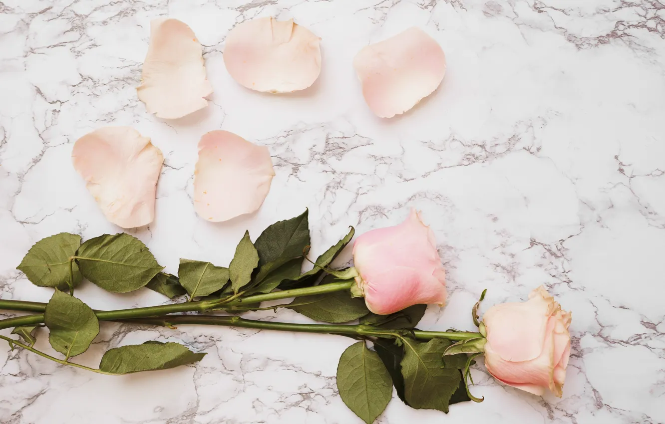 Photo wallpaper flowers, roses, bouquet, petals, pink, flowers, petals, roses