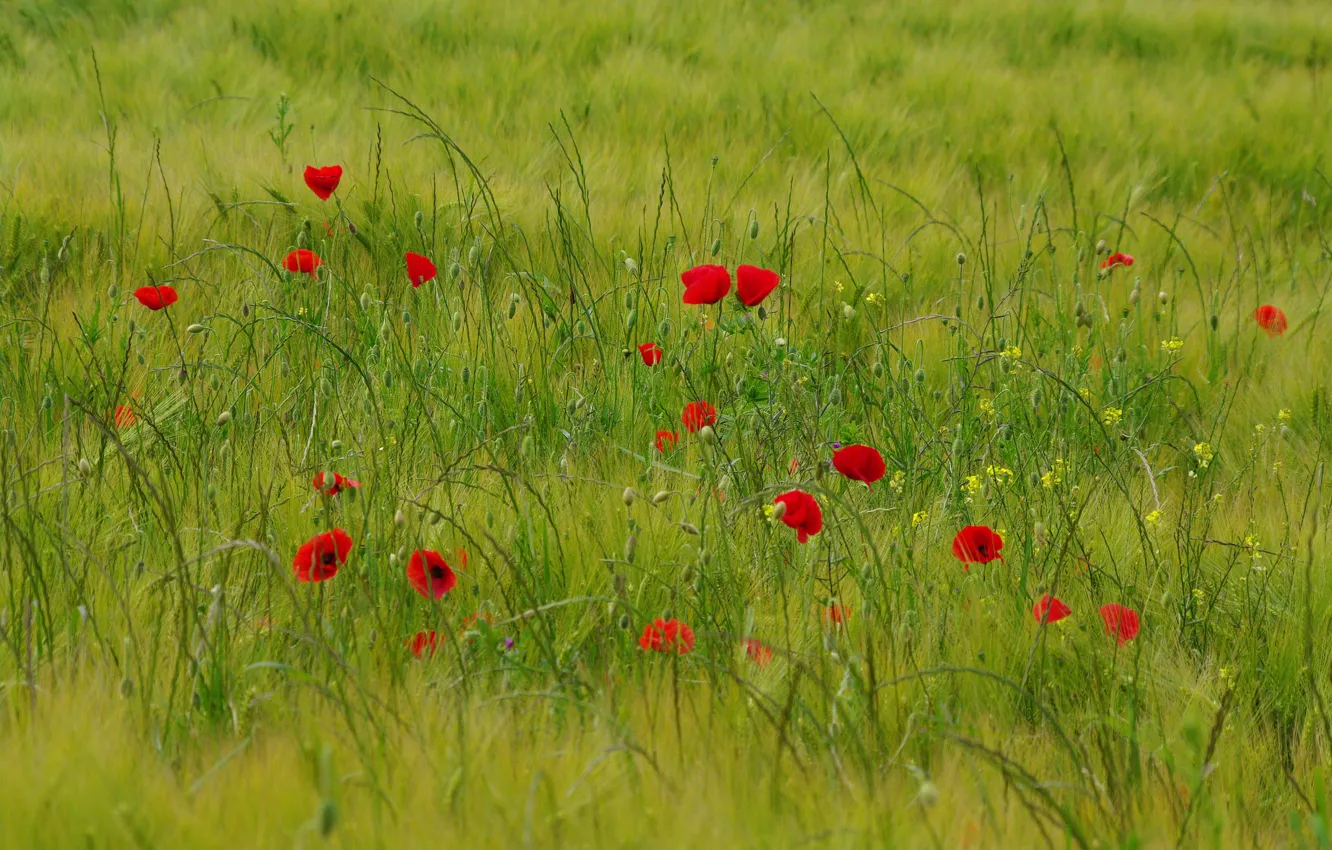 Photo wallpaper field, grass, flowers, Maki, meadow