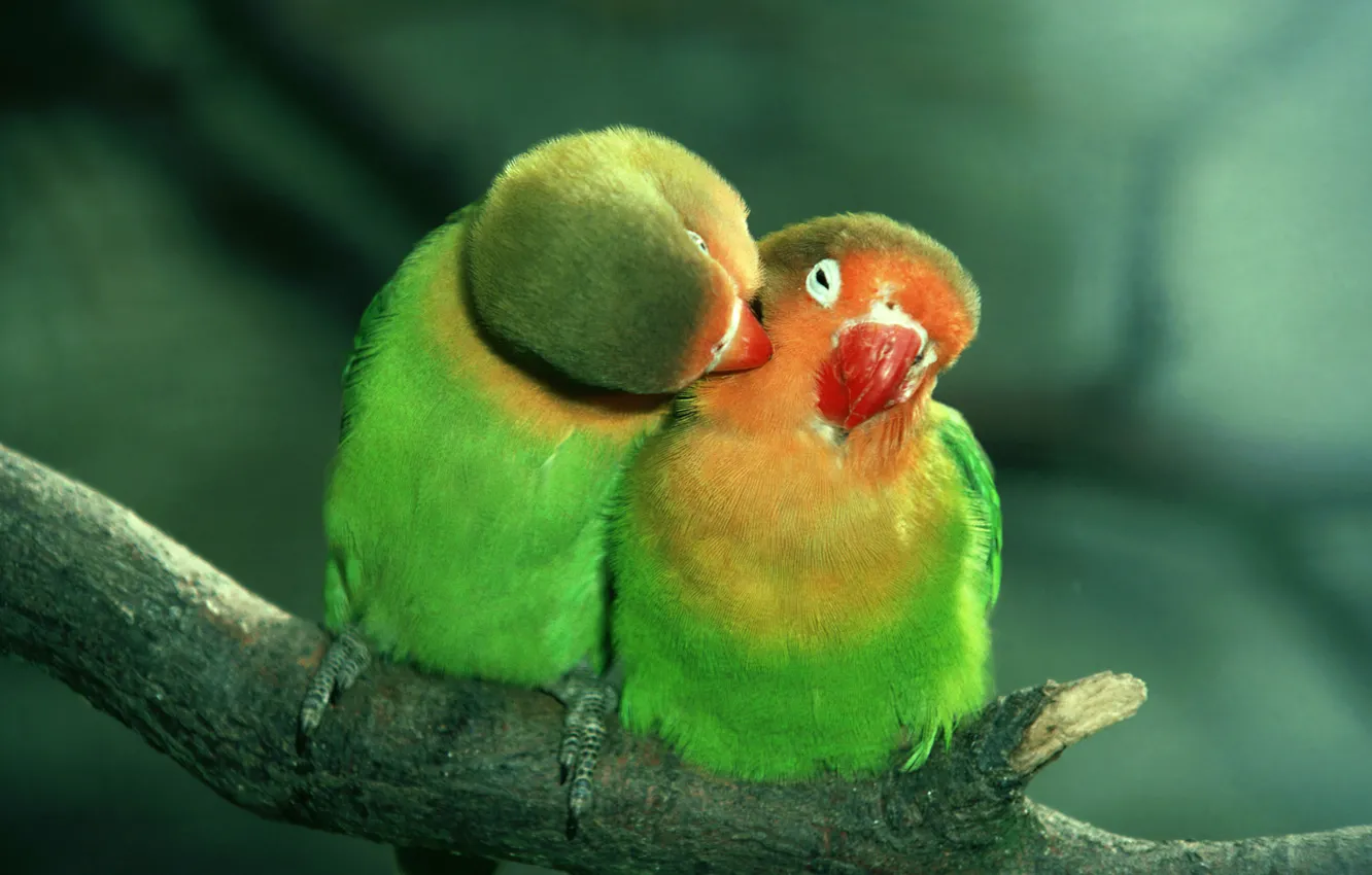 Photo wallpaper love, green, parrots