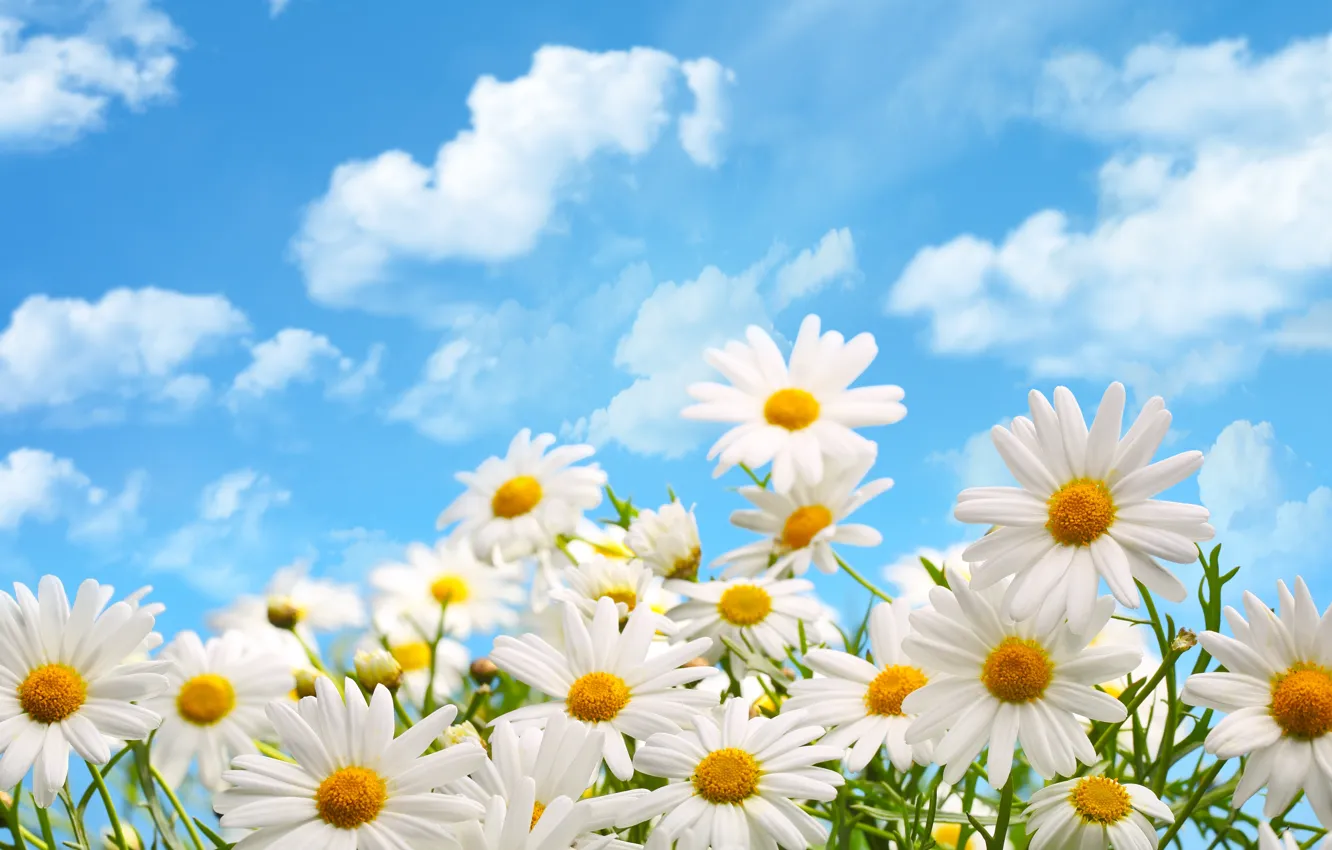 Photo wallpaper clouds, flowers, nature, chamomile
