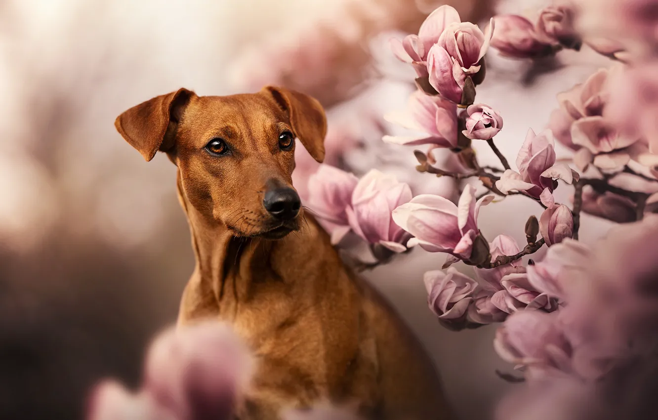 Photo wallpaper flowers, branches, dog, flowering, Magnolia, Rhodesian Ridgeback