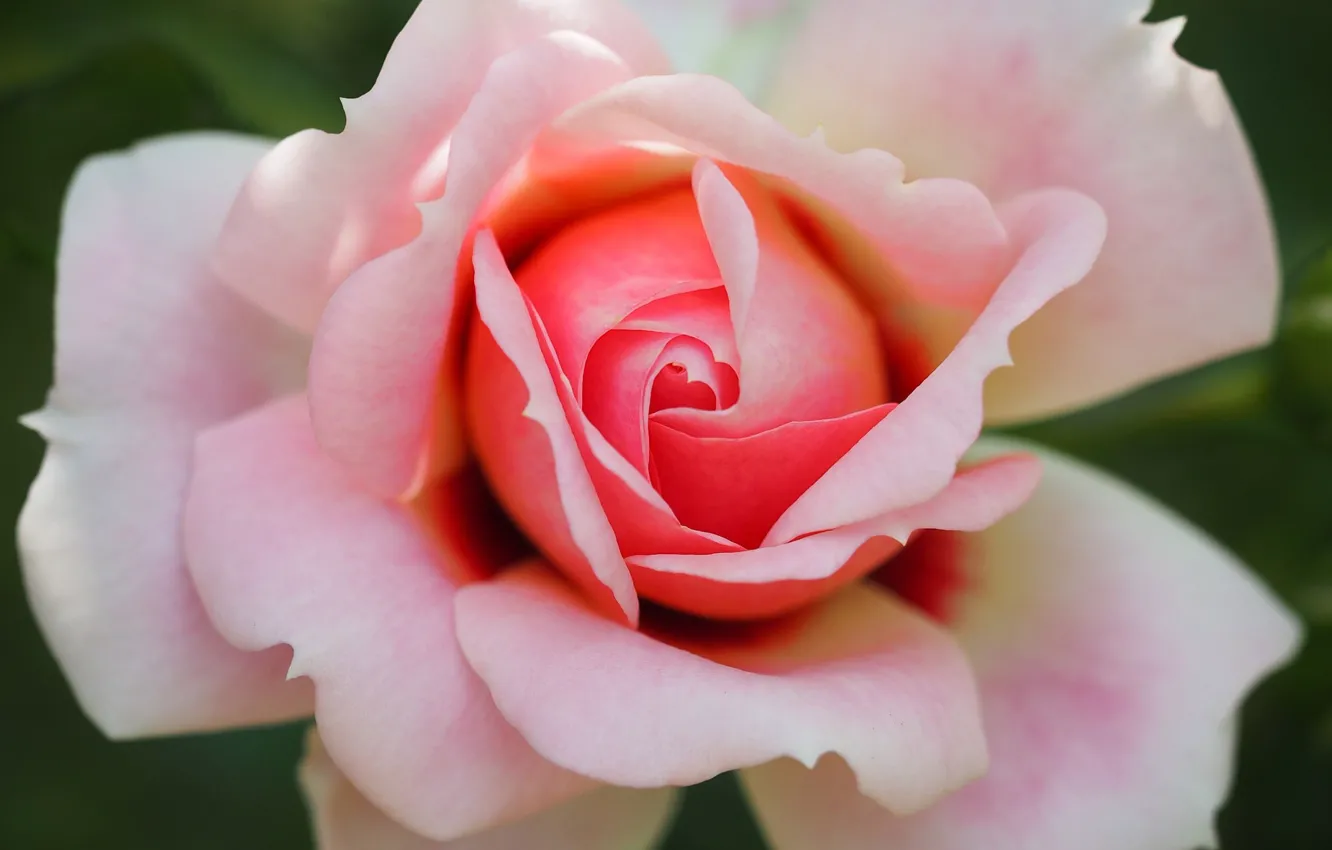 Photo wallpaper rose, petals, Pink