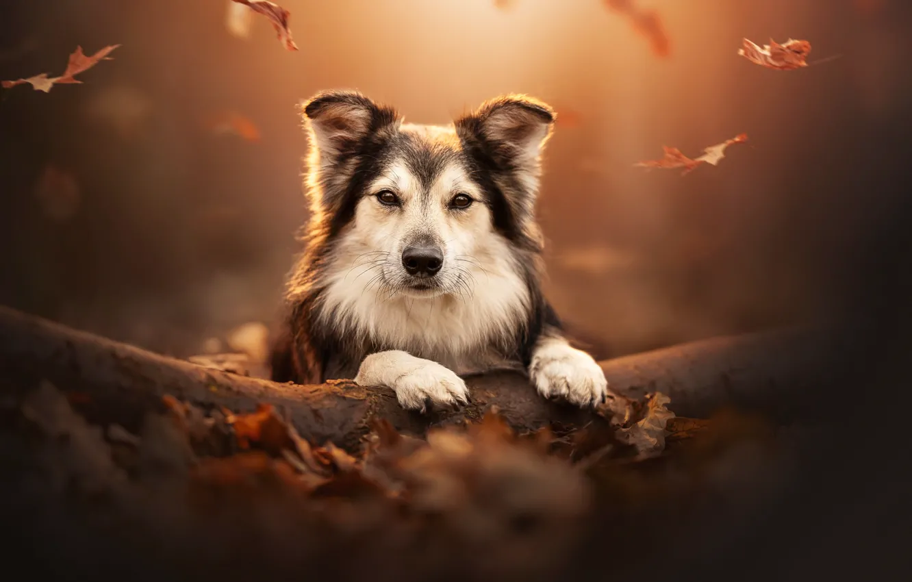 Photo wallpaper autumn, look, face, leaves, dog, paws, log