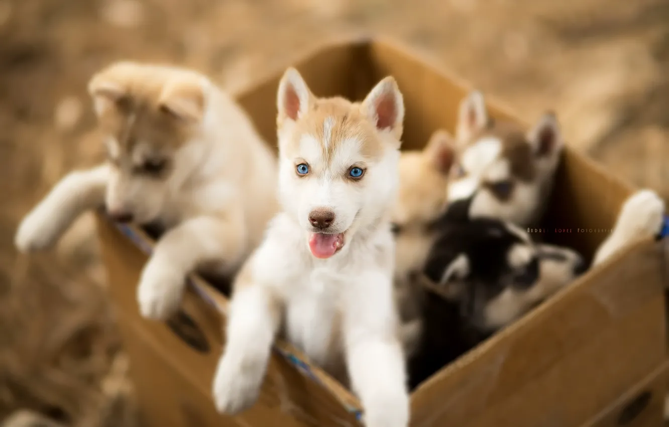 Photo wallpaper dogs, puppies, box