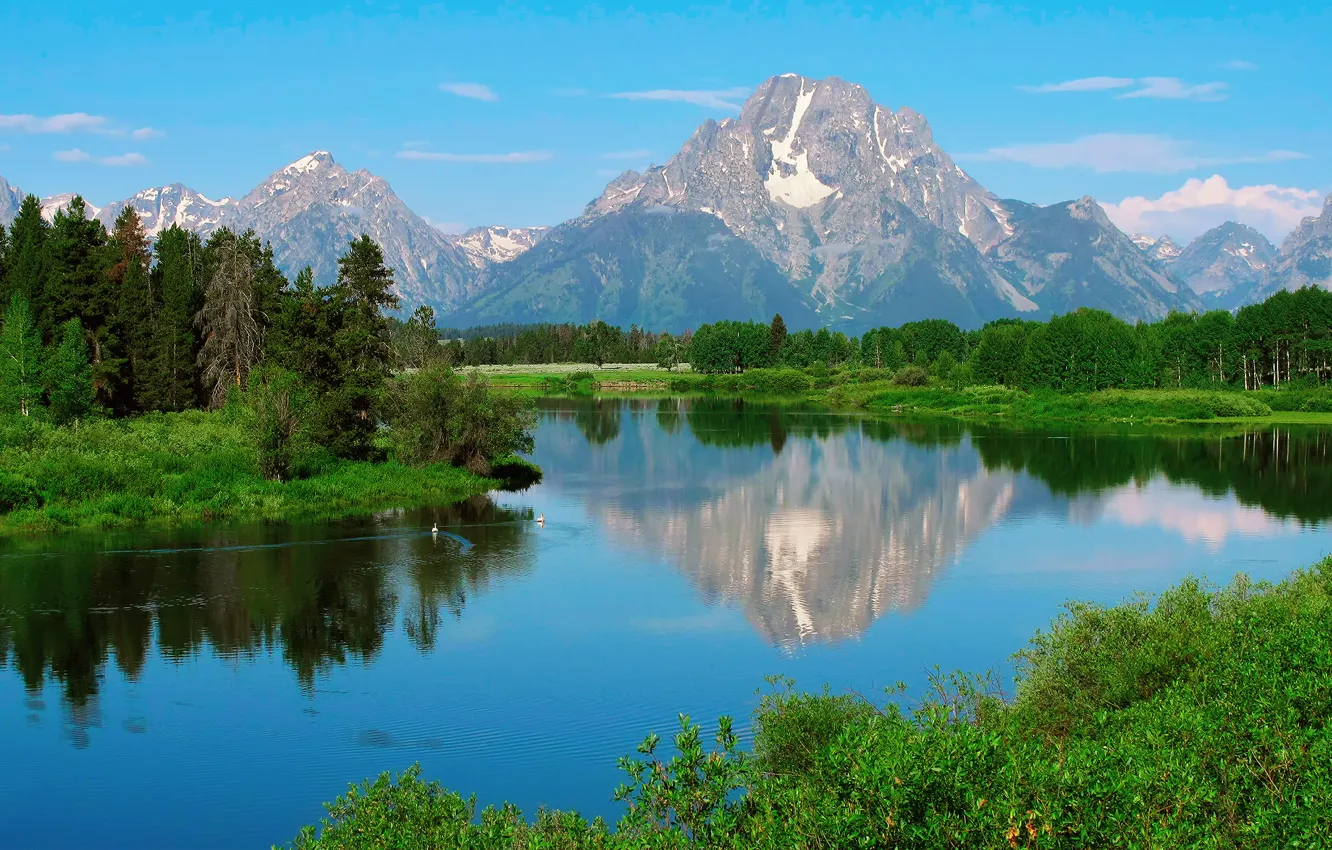 Photo wallpaper forest, water, nature, reflection, duck, USA, Wyoming, Grand Teton national Park