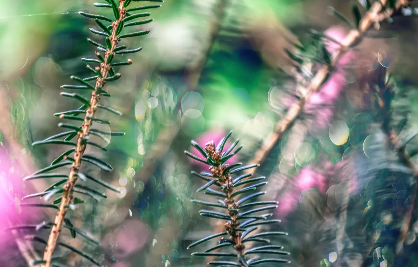 Photo wallpaper needles, plant, stem