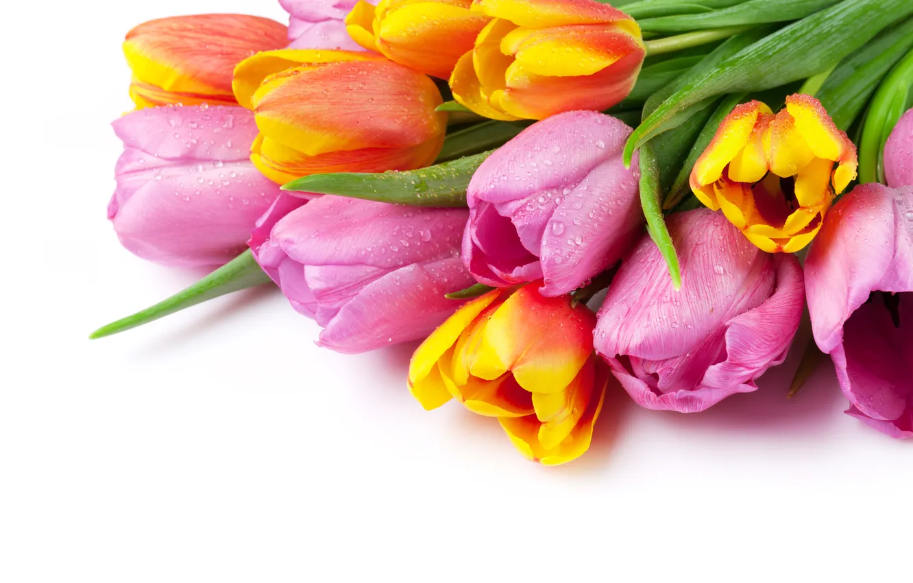 Photo wallpaper flowers, bouquet, colorful, tulips, pink, flowers, tulips, spring