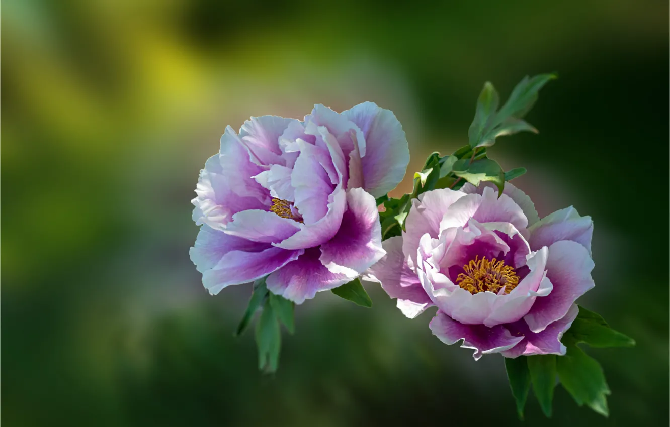 Photo wallpaper leaves, flowers, pink, Duo, peonies