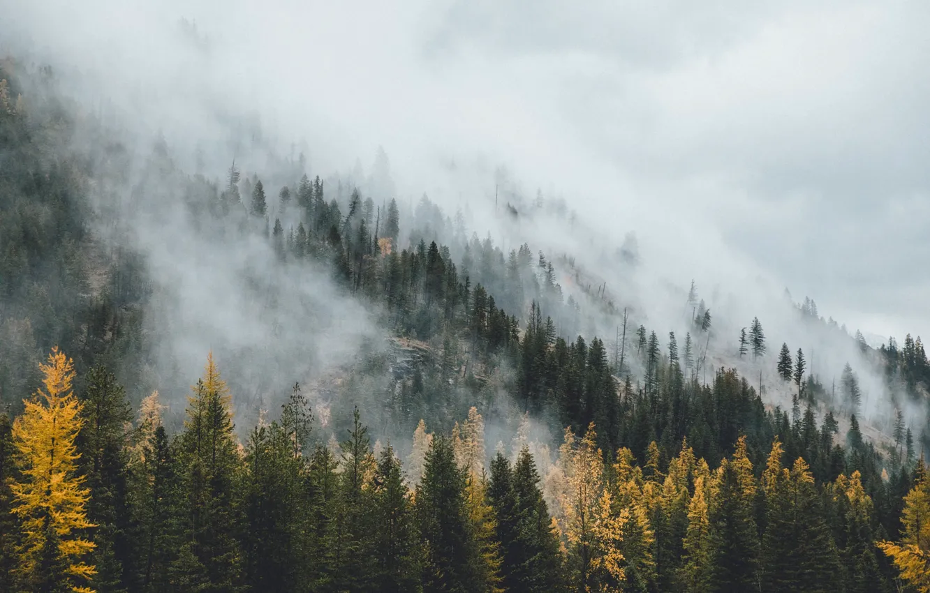Photo wallpaper autumn, forest, fog, haze