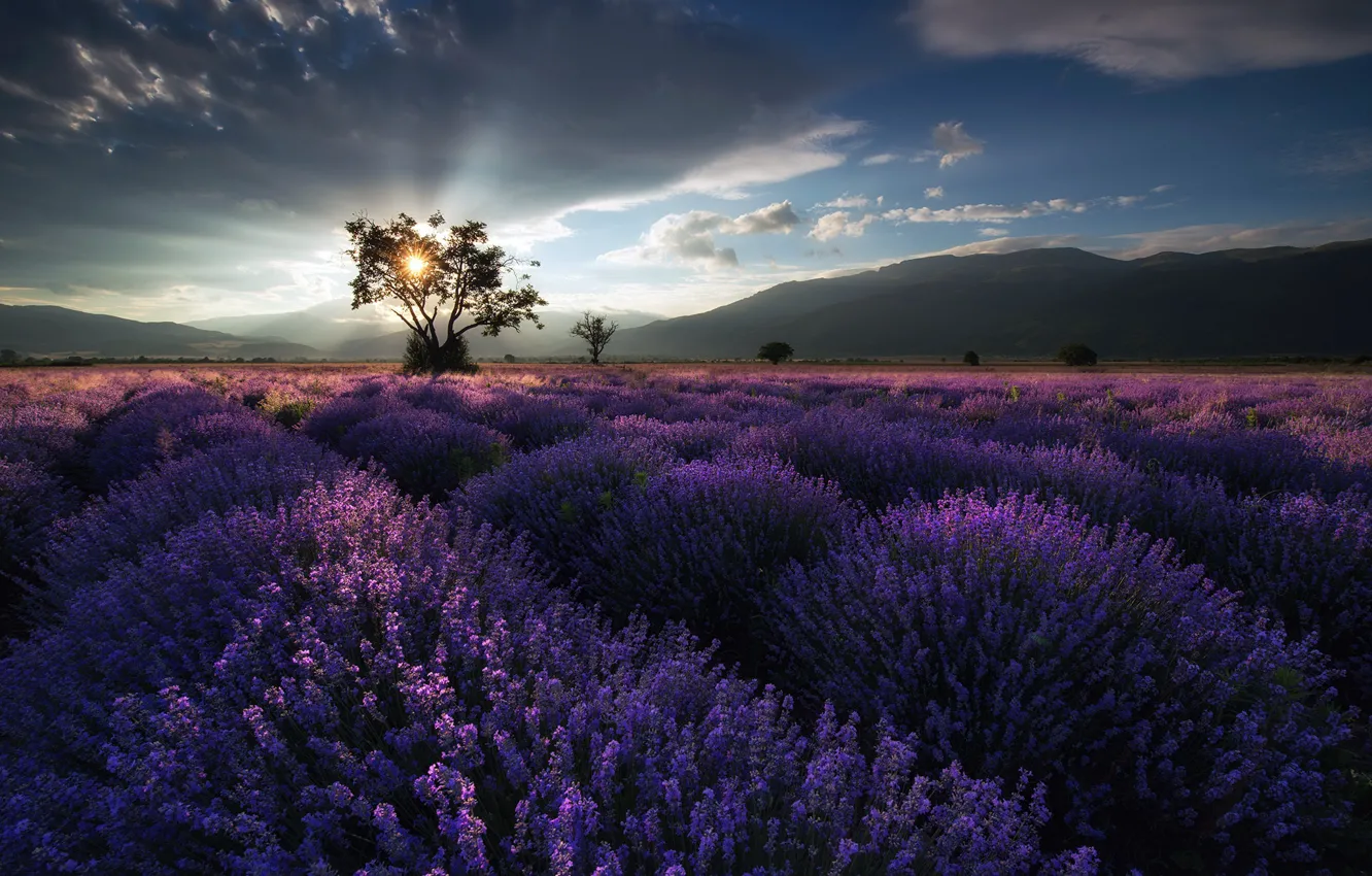 Photo wallpaper field, morning, lavender